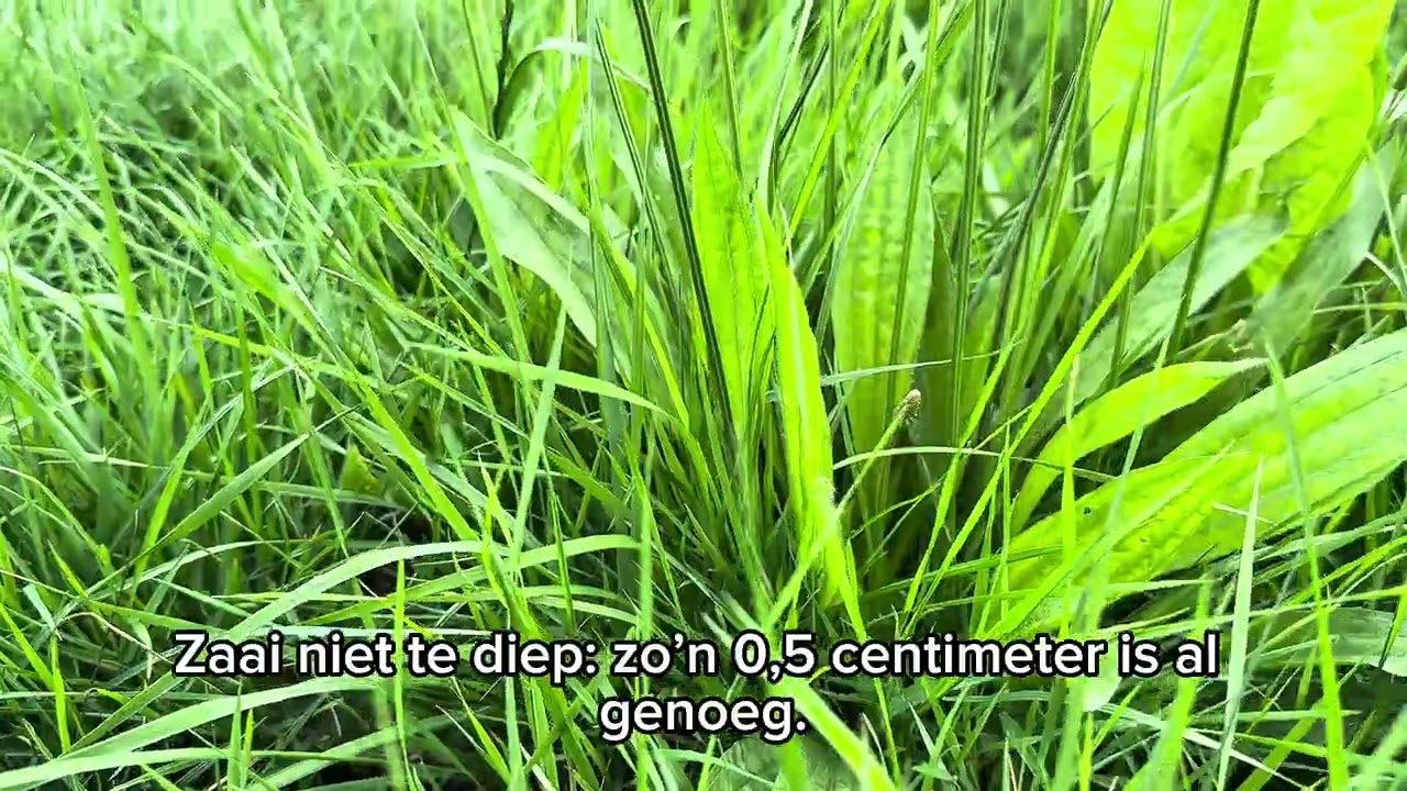 DSV zaden | DSV Graslandkruiden