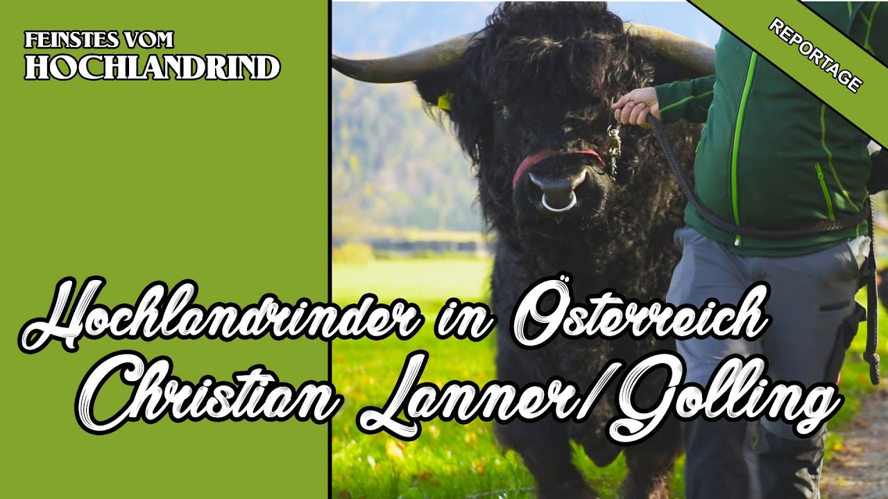 Hochlandrinder in Österreich - Christian Lanner, Golling | Reportage