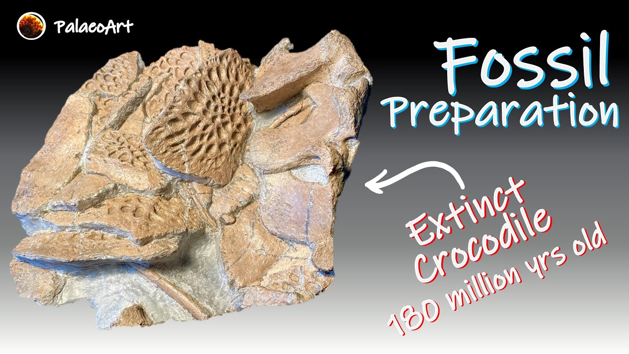 Fossil Preparation - Extinct Jurassic Crocodile Yorkshire Coast 180 million years old