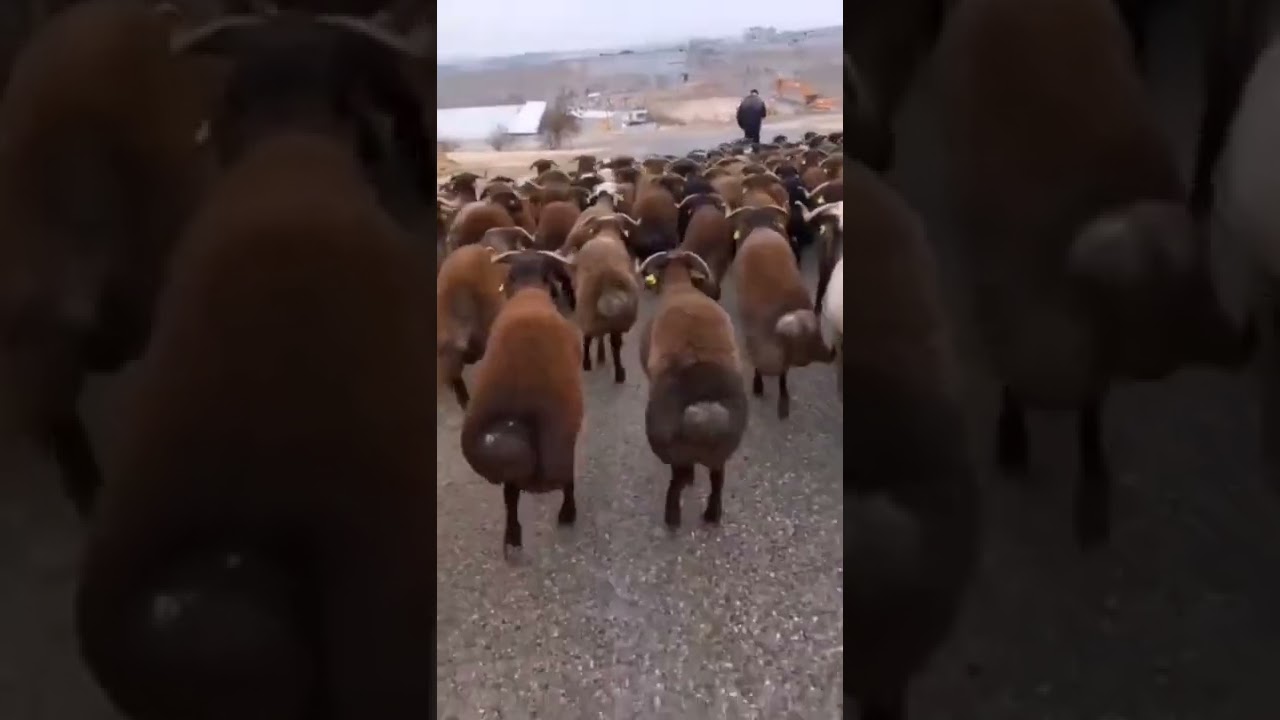 fattest sheep tails.