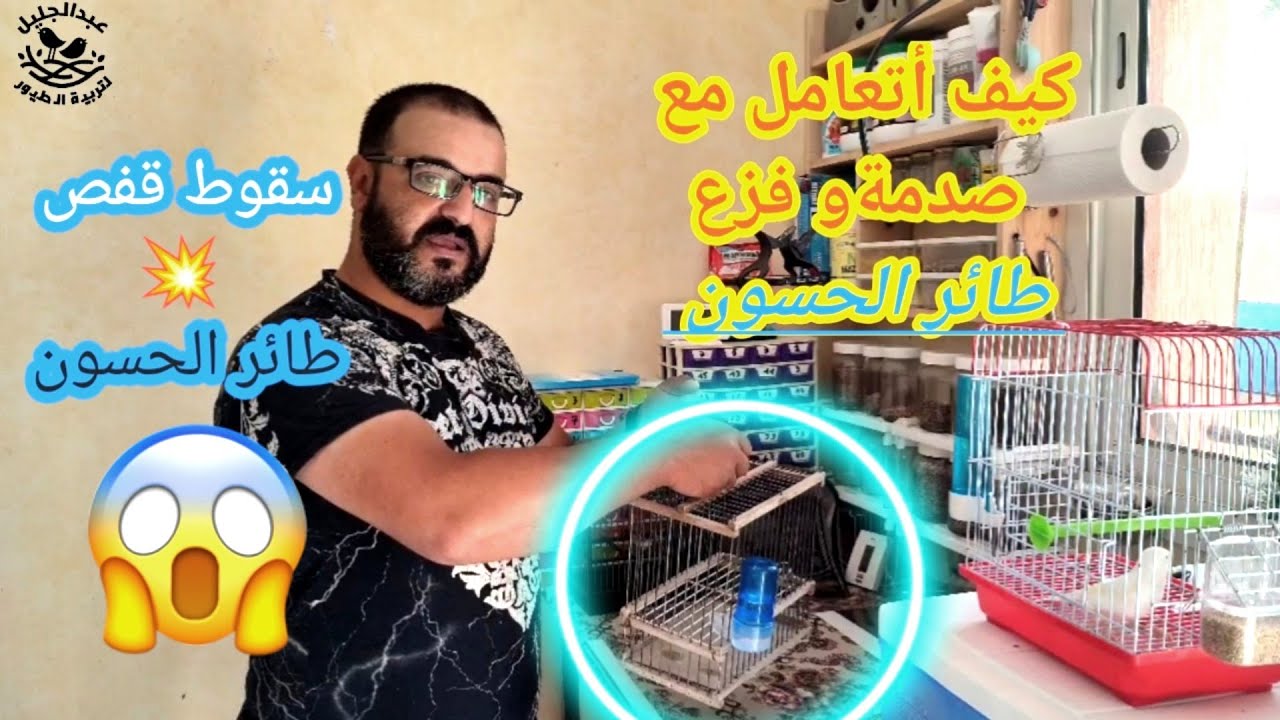 كيف أتعامل مع صدمة و فزع طائر الحسون. (سقوط قفص الطائر)