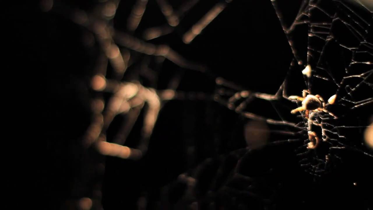 How To Destroy Angels-The Believers