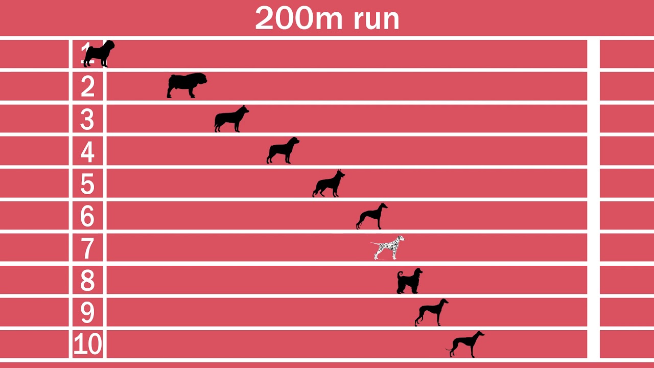 Dog breeds speed comparison, Fastest and slowest dogs!