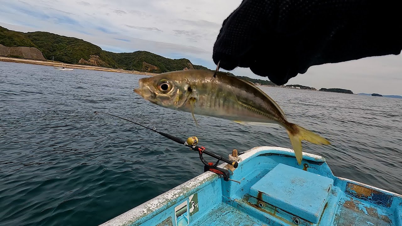 釣ったアジの泳がせで「1匹数千円の高級魚」が止まらない。
