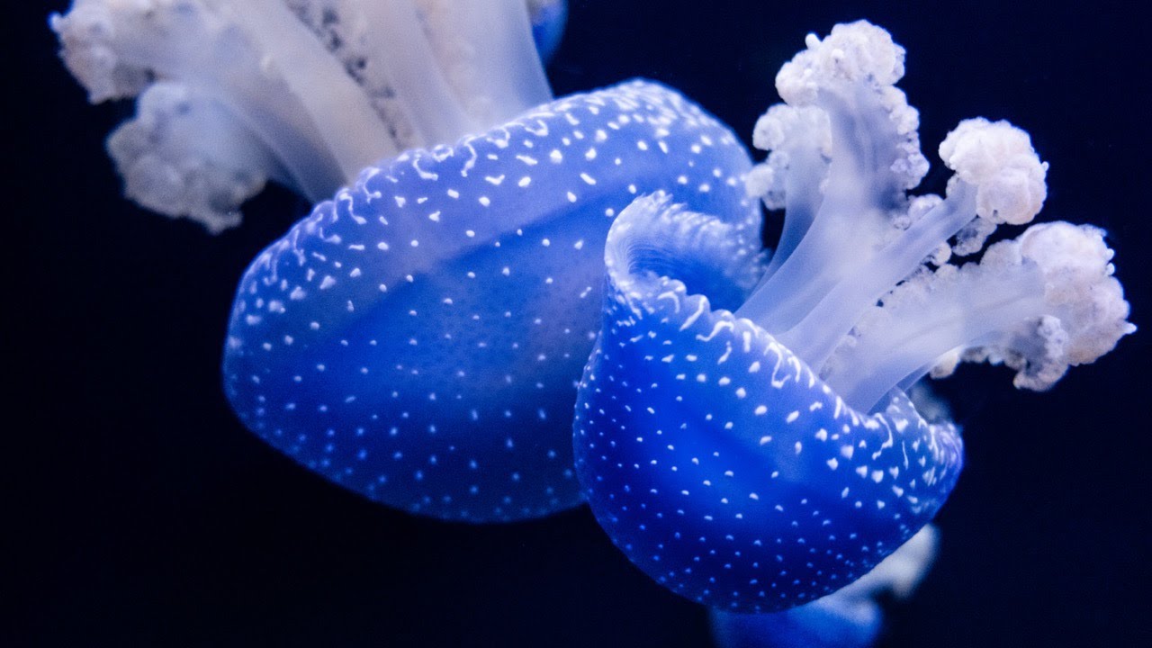4K Majestic Jellies Tranquil Vibes