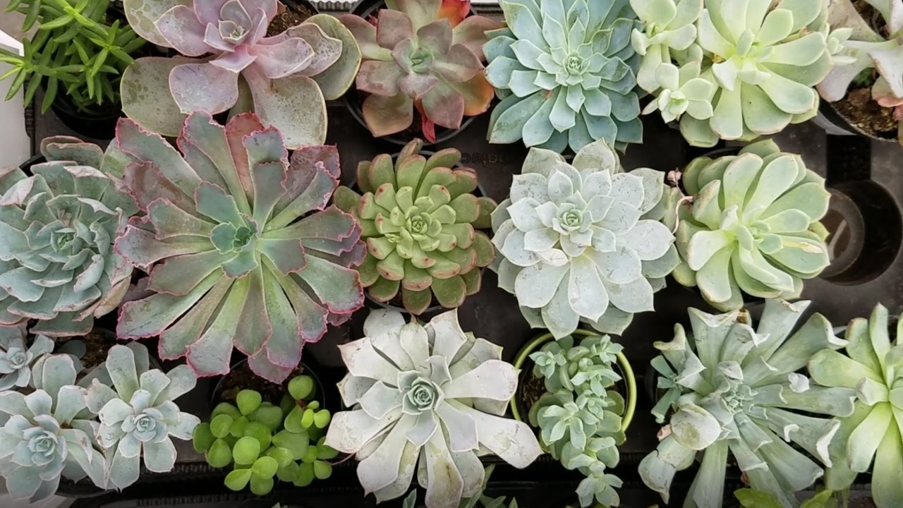 WHAT'S THE NAME OF MY SUCCULENT ? - PART II