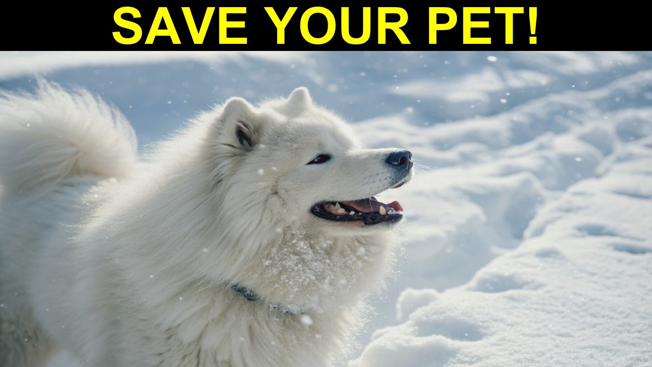 🐕 Why Does Your Dog TREMBLE Around Men FIX It In 10 MINUTES!