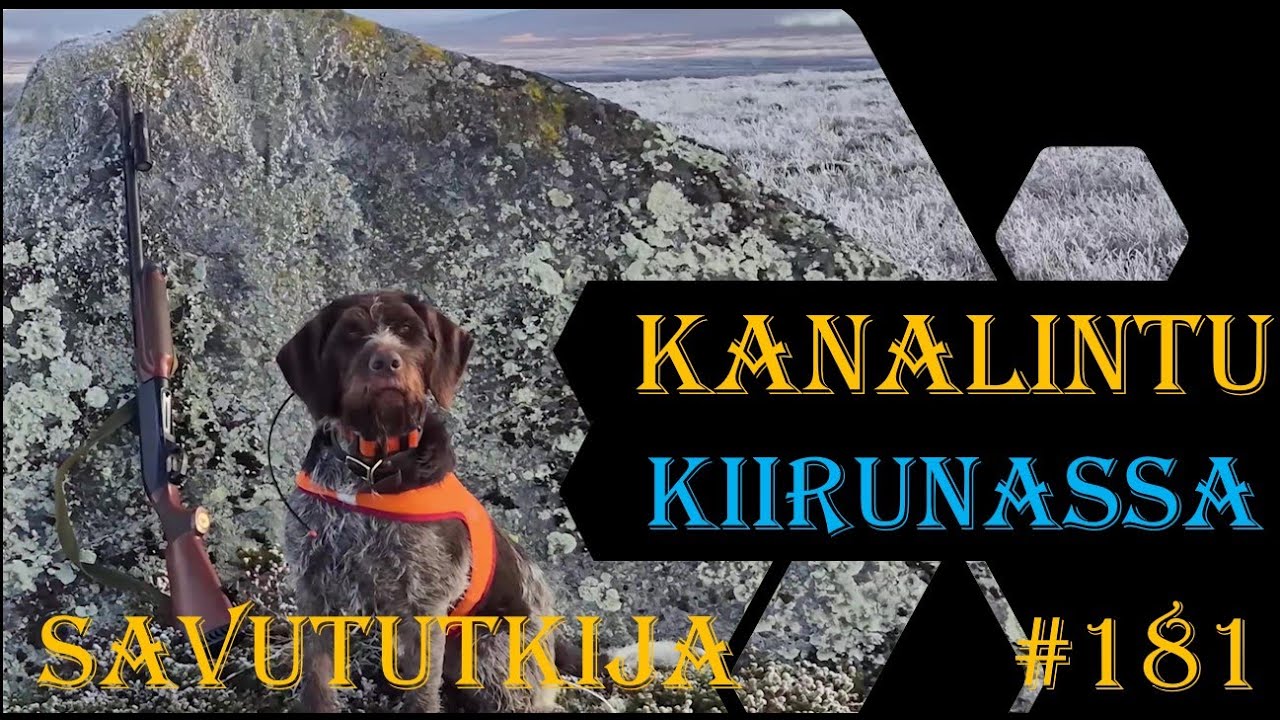 Kanalintujahtia Kiirunassa - Grouse and Capercaillie hunting