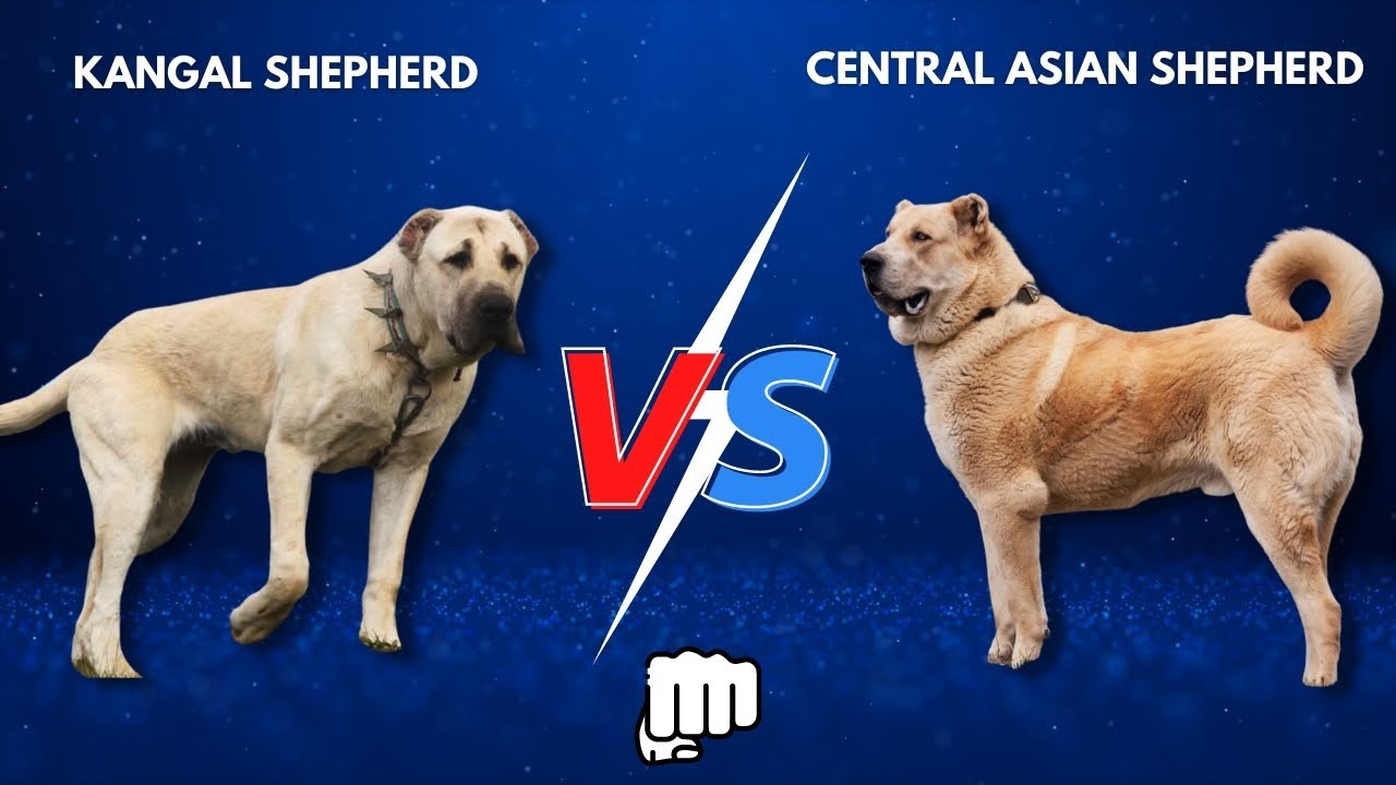 Kangal vs Alabai | which is more POWERFUL?