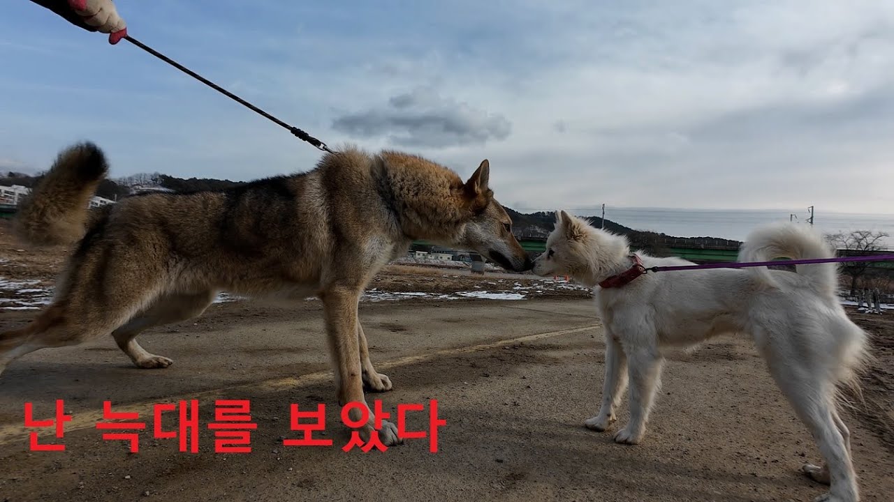 26.1.19  #늑대개 #눈내린날 #애완견나들이 #바울이 #진순이