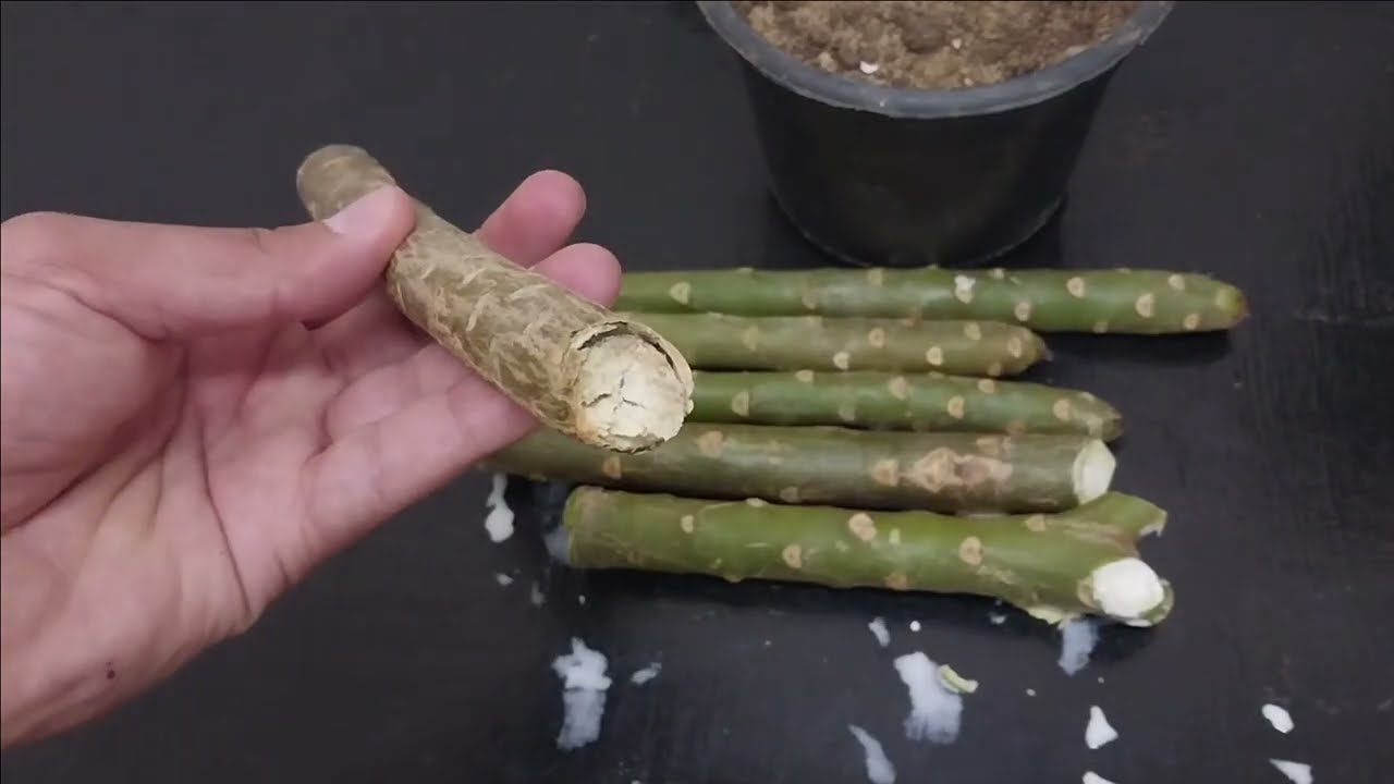 طريقة اكثار نبات الياسمين الهندي بالتفصيل وموعد زراعة العقل