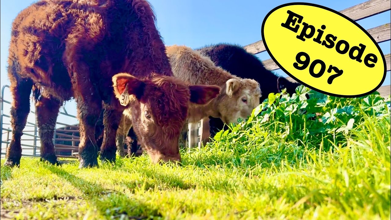 The Long Term Plan for These Calves