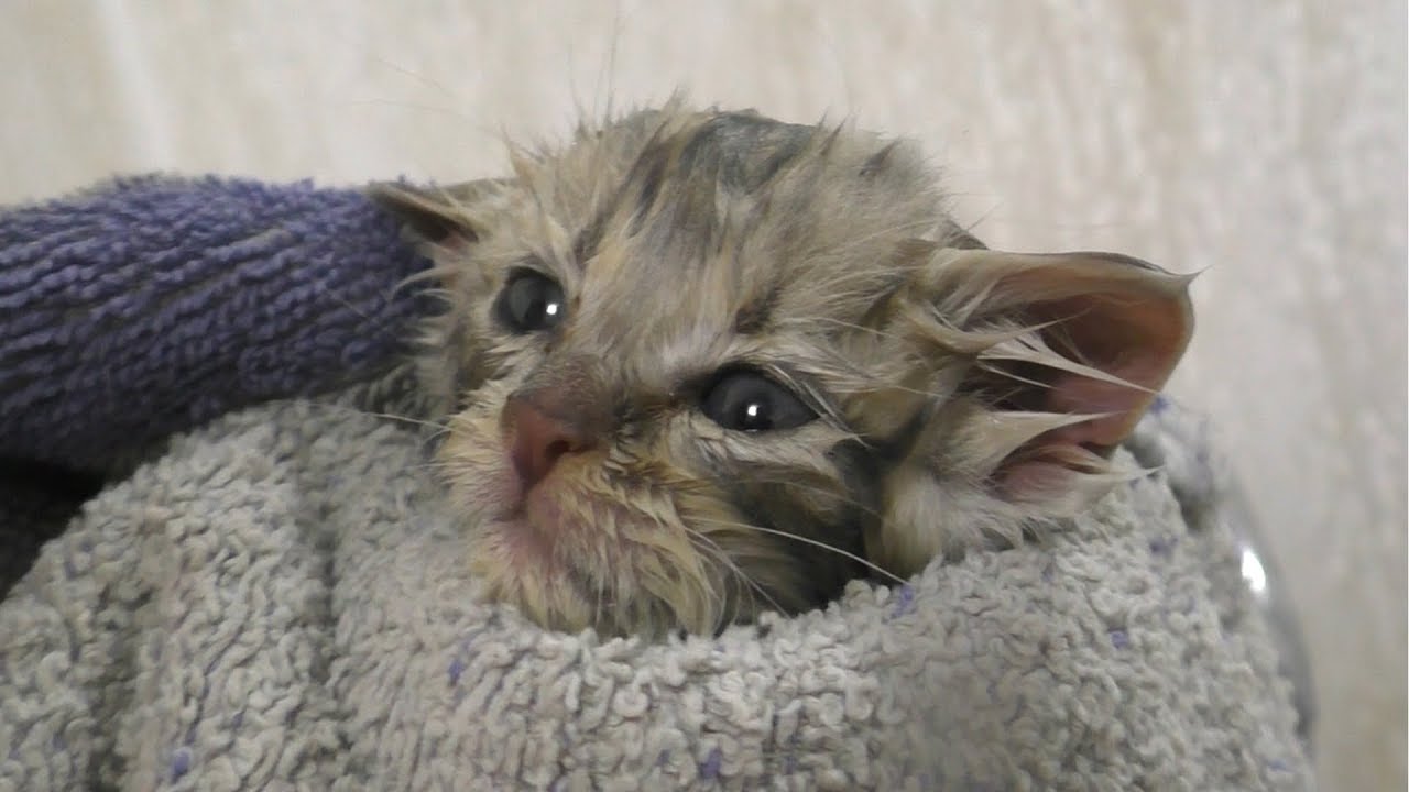 Сушим котенка после ванны
