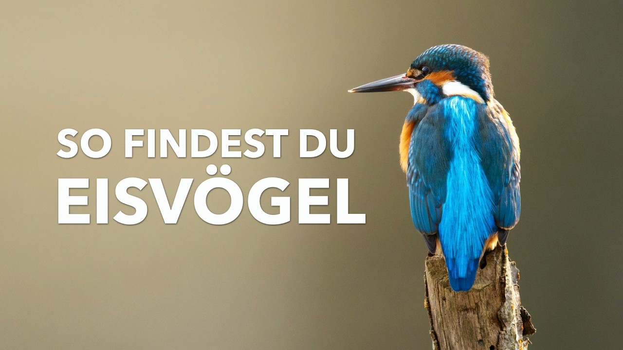 Eisvogel im Winter fotografieren – So findest du ihn garantiert!