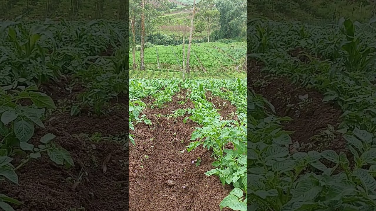 proses penimbunan kentang sudah selesai #anakpetani #pertanian #budidayatanaman #perawatantanaman