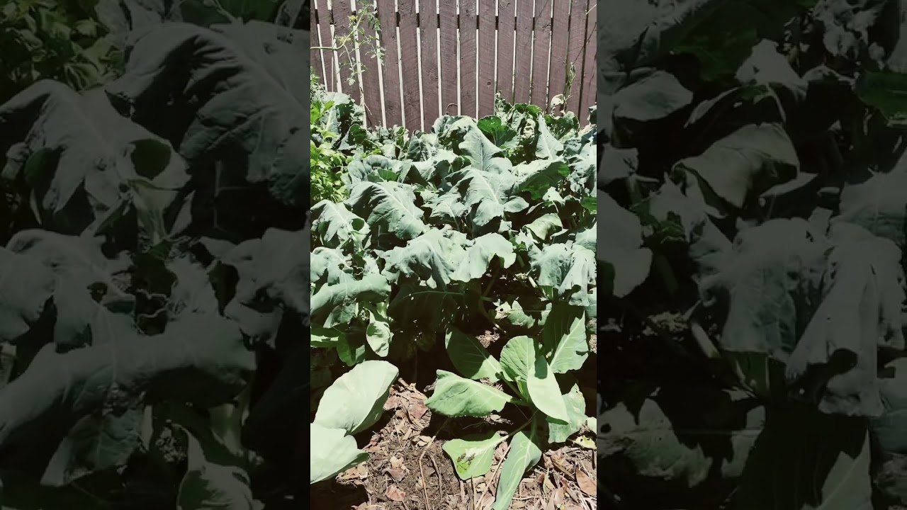 Kaitiaki Māra Kai in 60 seconds - Soil Health #shorts