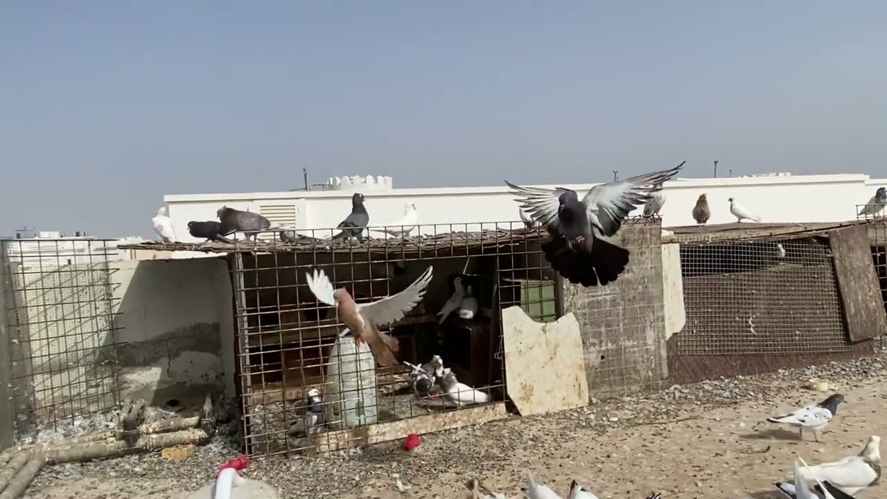 صيد أنثى تيدي 😍جبت طيرة جديدة ❤️ تخريج الحمام