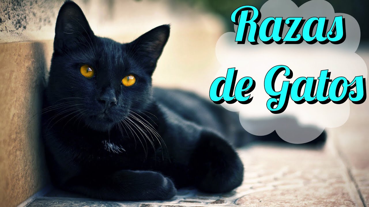Razas de Gatos #2 (Toyger, Siames, Abisinio & Bombay)