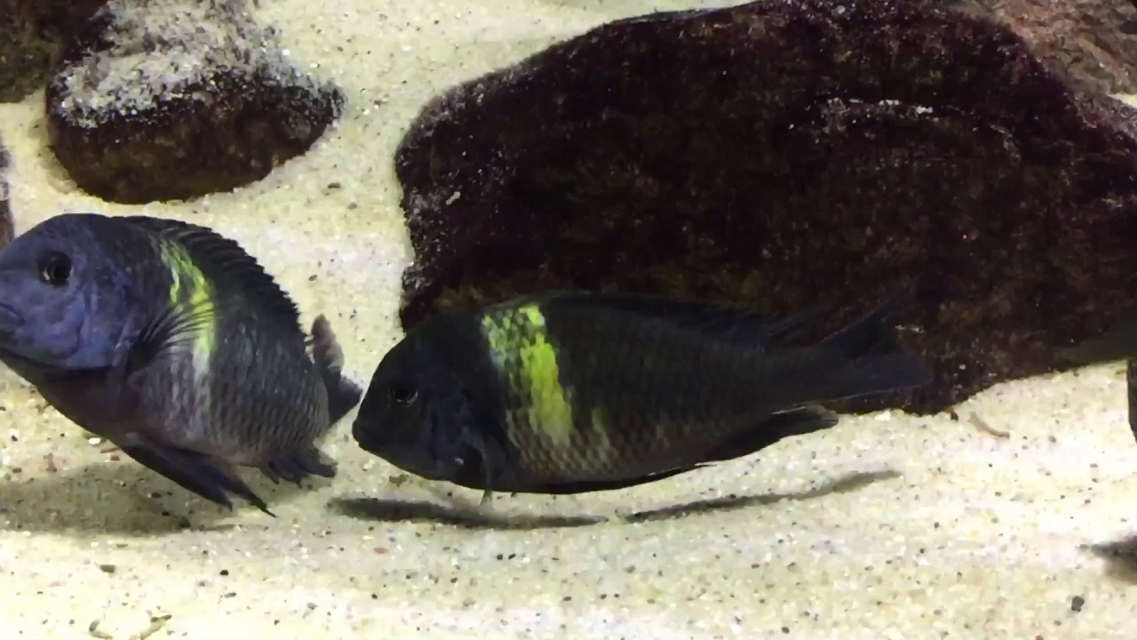 Tropheus duboisi breeding
