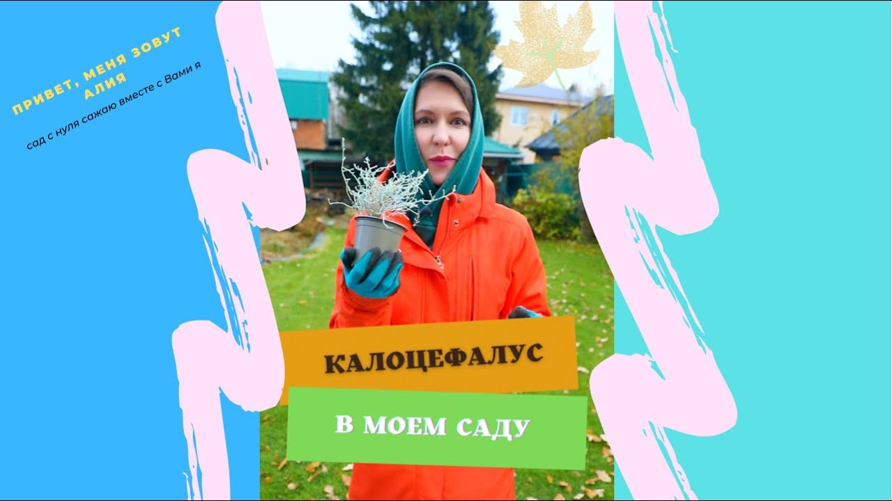 Как я выращиваю калоцефалус. Мой секрет в видео