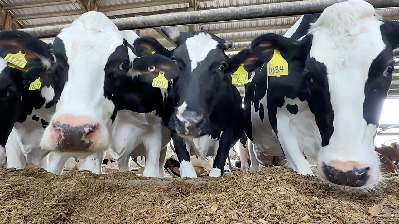 Central NY dairy farmer speaks the truth about immigration policies