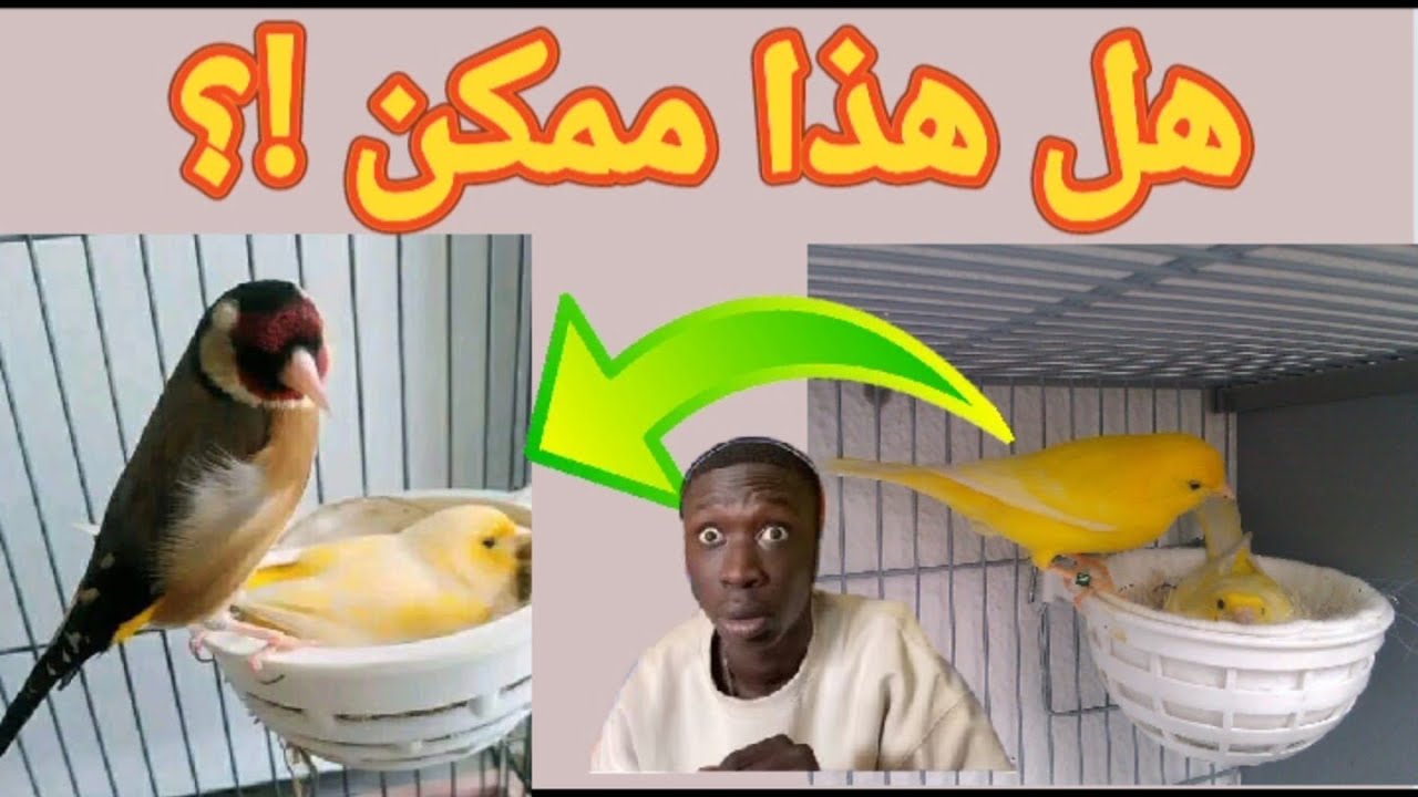 تزاوج أنثى الكناري مع الحسون و التي أنتجت من قبل مع الكناري! مواصفات أنثى الكناري المثالية للحسون
