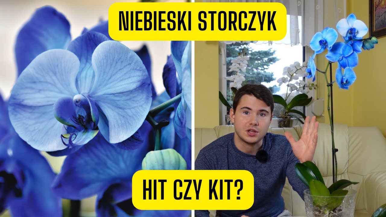 Niebieski storczyk &ndash; HIT czy KIT? Jak powstaje i czy warto go kupić?