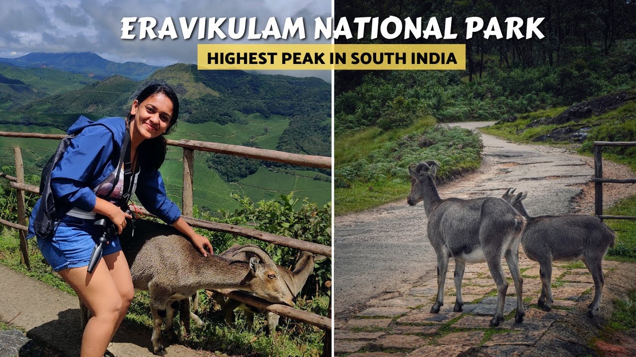 Eravikulam National Park | Top Places to Visit in Munnar | Nilgiri Tahrs|