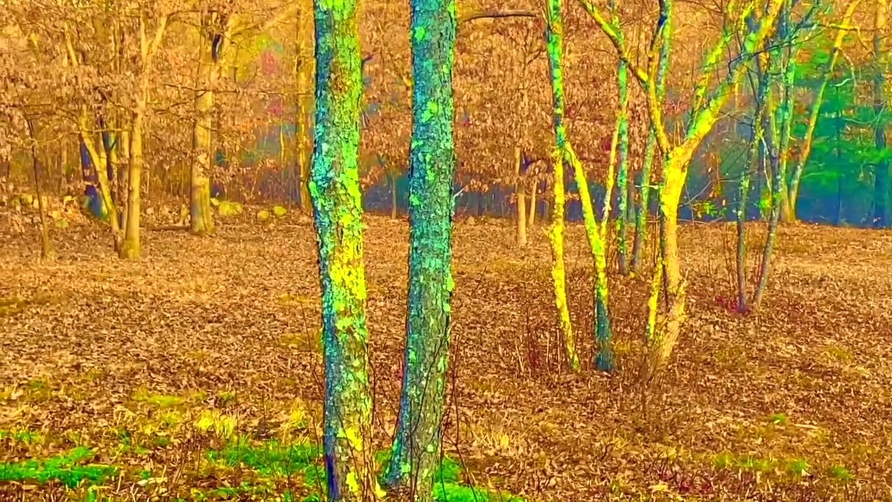 🌲🐕🚶&zwj;♂️Beautiful Foggy Forest Morning, Bird Song, Walk Dog for Alone, Freedom and Relax