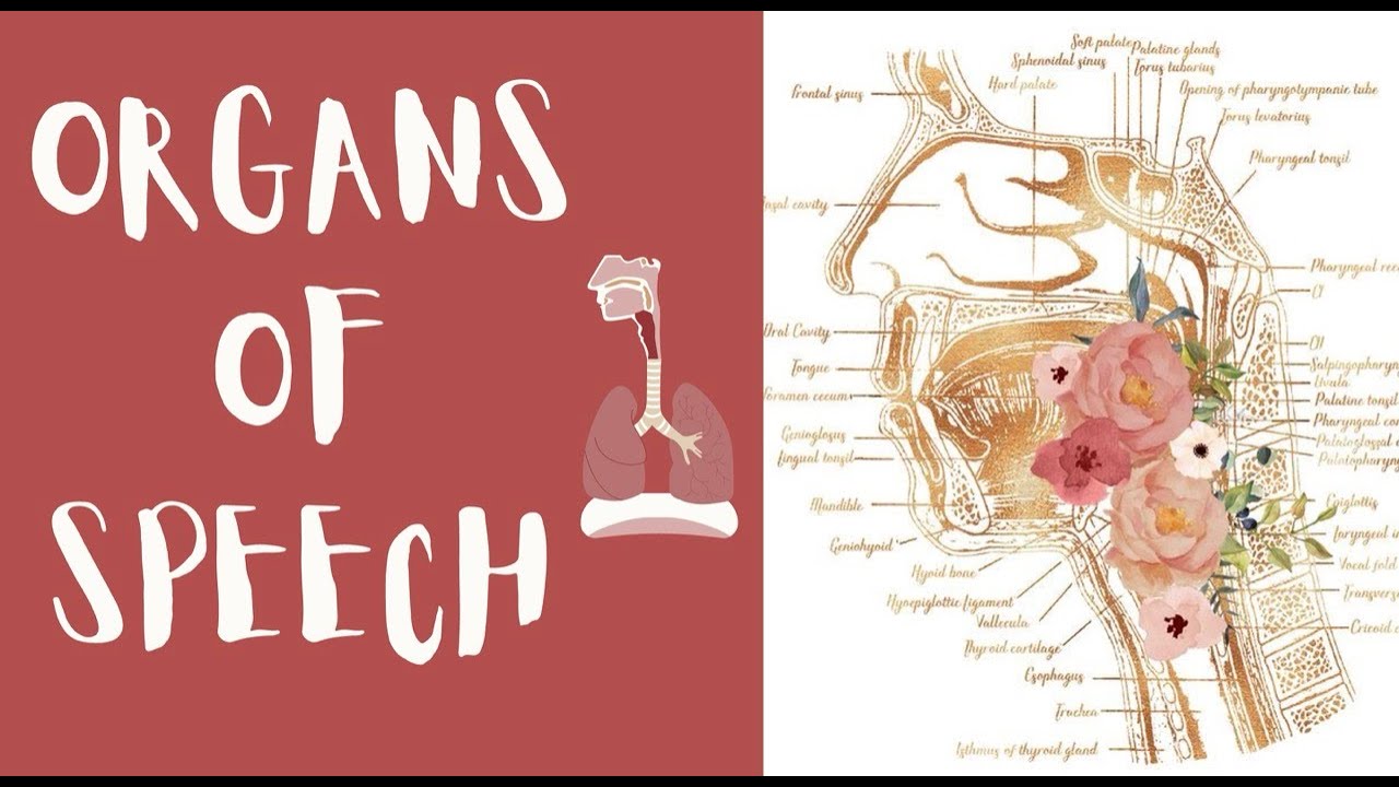 Organs of Speech | The Anatomy of Speech| Phonetics L1