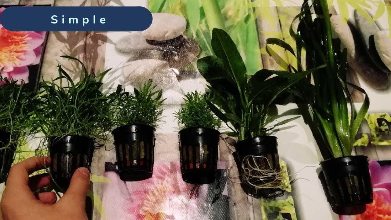 Comment bien planter son Aquarium.