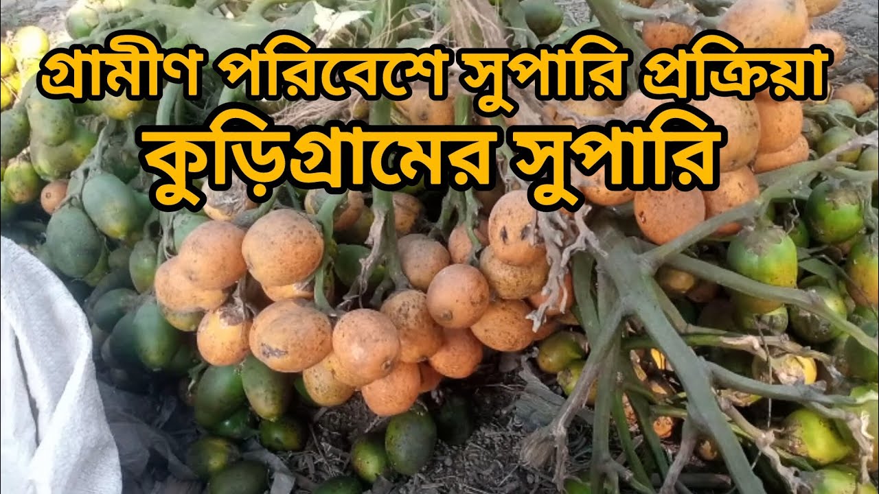 গ্রামীণ পরিবেশে সুপারি প্রক্রিয়াজাতকরণ।  আপনাদের মাঝে তুলে ধরা হচ্ছে। কুড়িগ্রামের সুপারি 