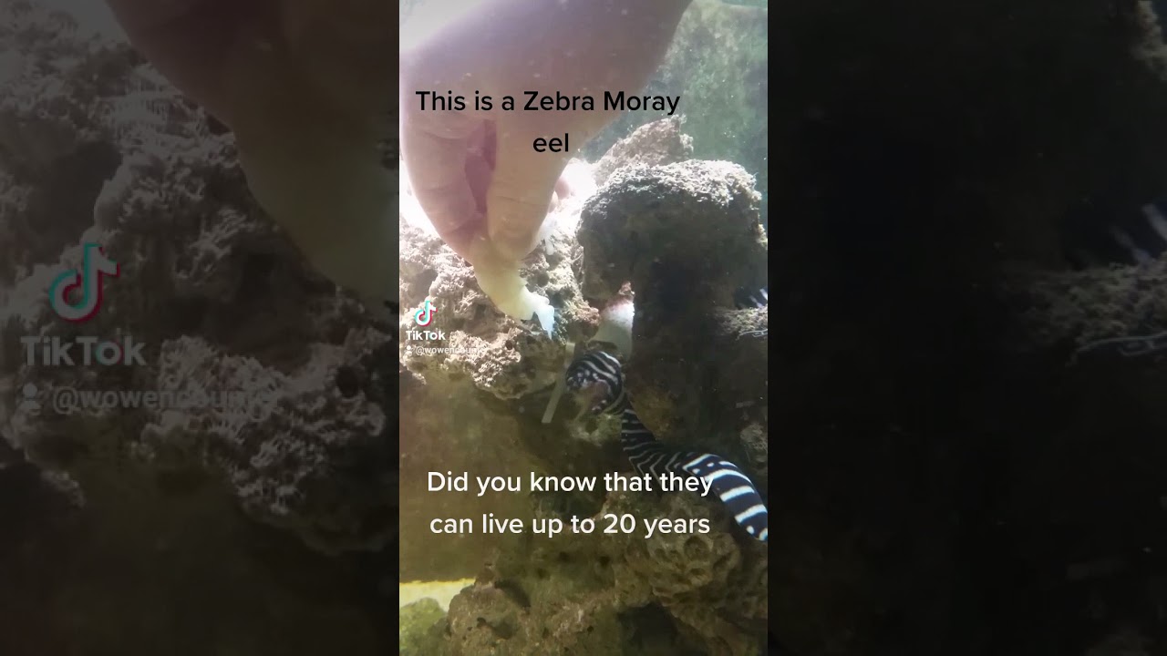 Zebra moray eel