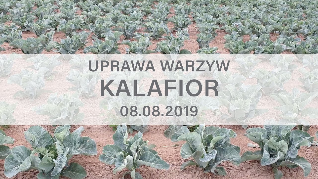 Uprawa warzyw - Kalafior 08.08.2019