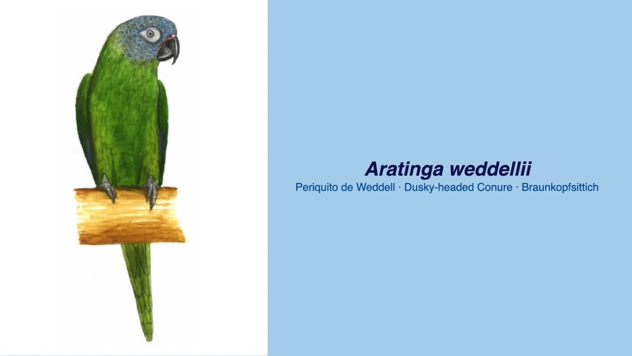 Video Encyclopedia of Parrot Species - #209 Aratinga Weddellii