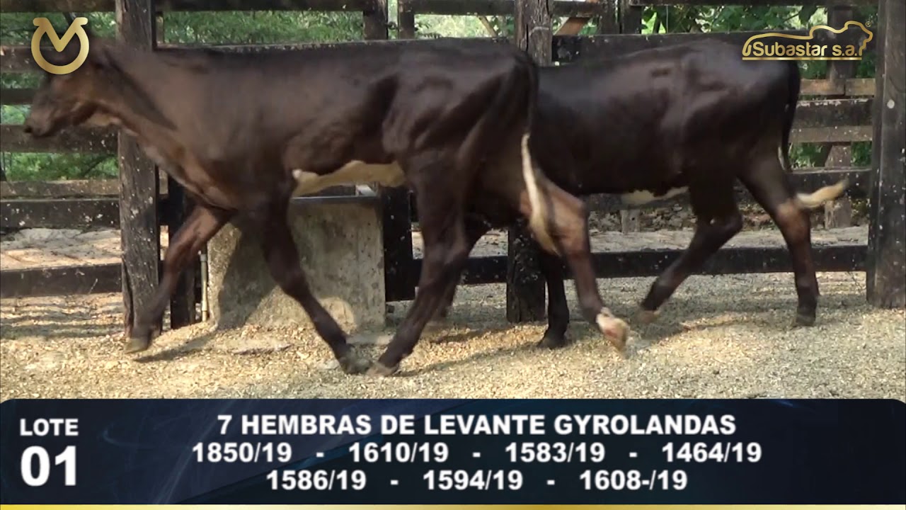 Lote 1 - Remate Virtual Rio Grande y Subastar S.A.