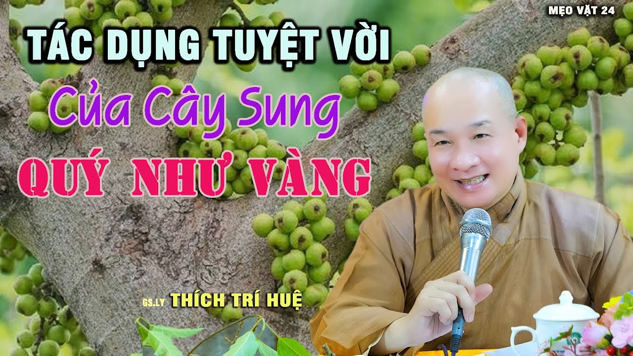 Tác Dụng Tuyệt Vời Của cây Sung Quý Như Vàng - Cực hay. Thầy Thích Trí Huệ Chùa Pháp Tạng SK