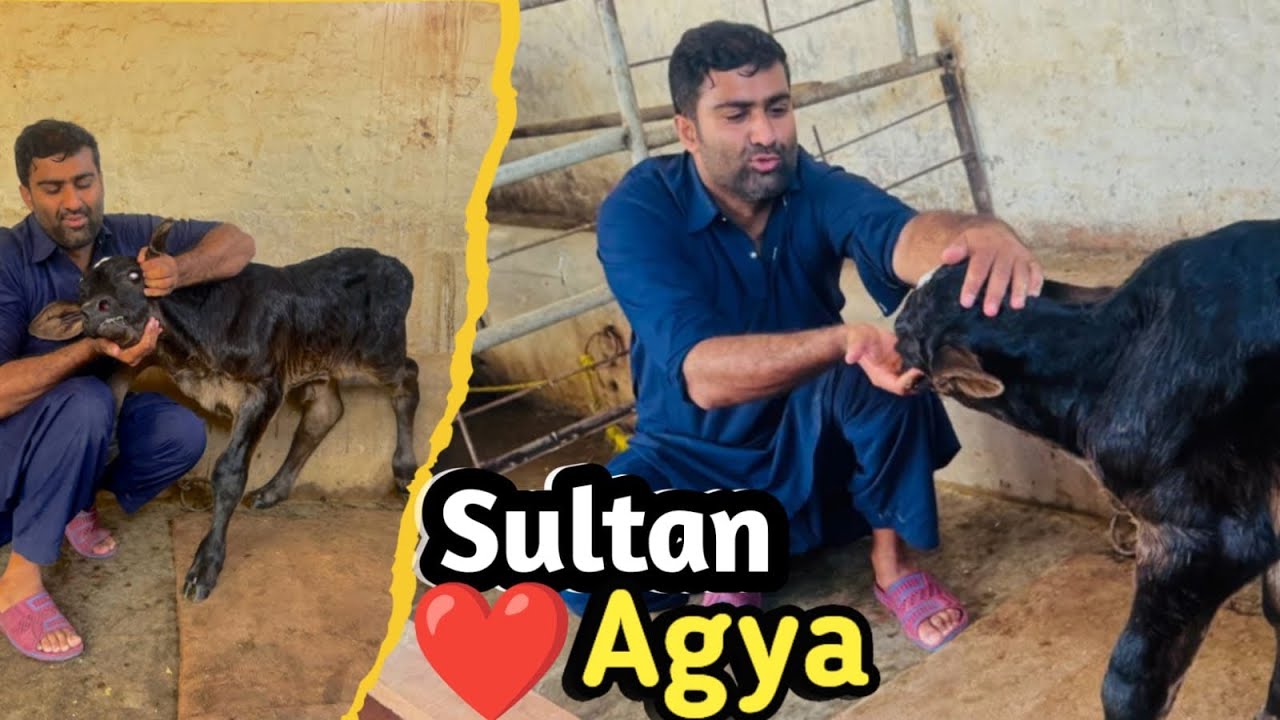 Allhumdulliah ❤️🤲 Sultan at our farm 😍 #dailyvlog