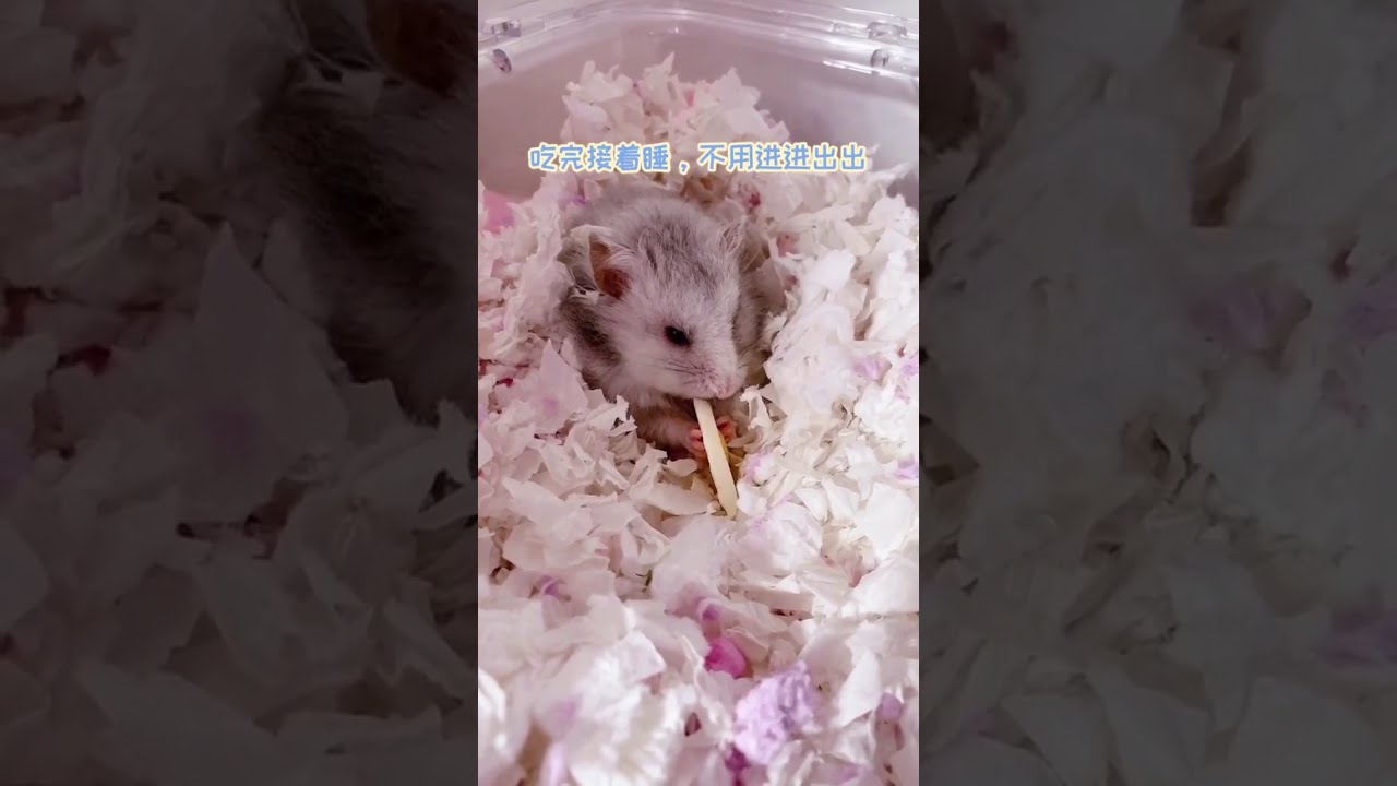 【抖音】【TikTok】【仓鼠】，亲制荷包蛋小零食，猜猜它们都喜欢吗，