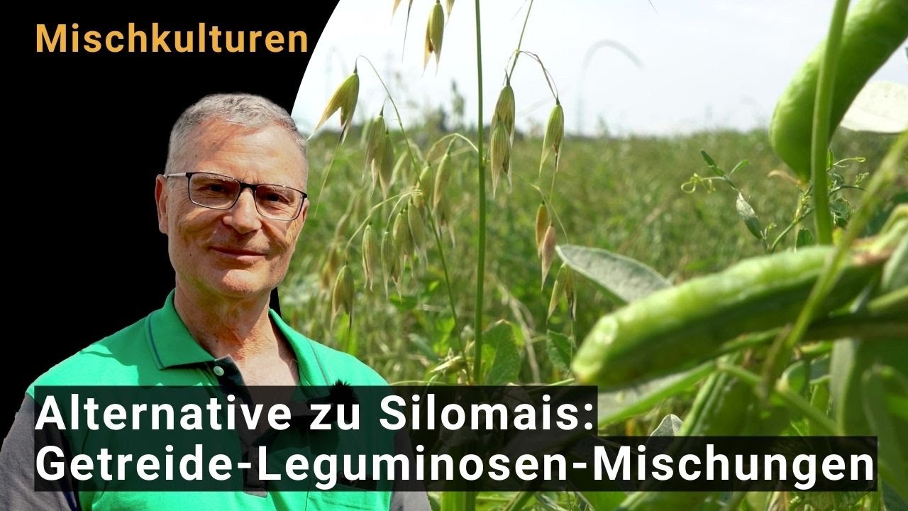 Getreide-Leguminosen-Mischungen: Eine Alternative zu Silomais in trockenen Lagen