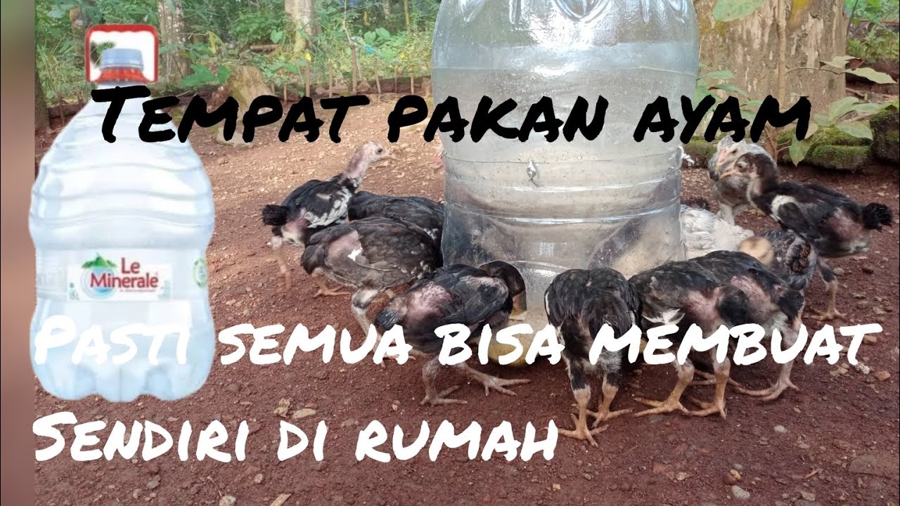cara membuat tempat pakan dari barang bekas