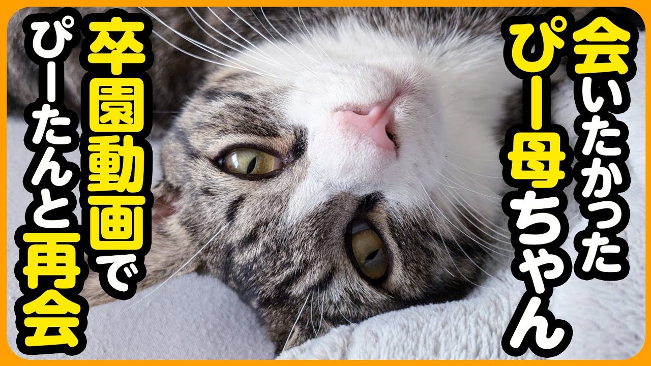 【しあわせだより】ぴーかあちゃんを覚えていた音ちゃん