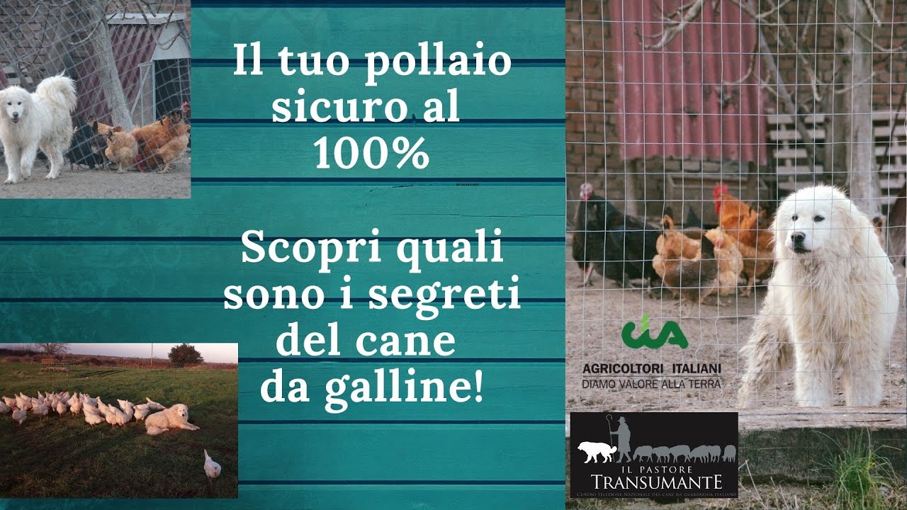 29. Il cane da pastore a protezione delle galline