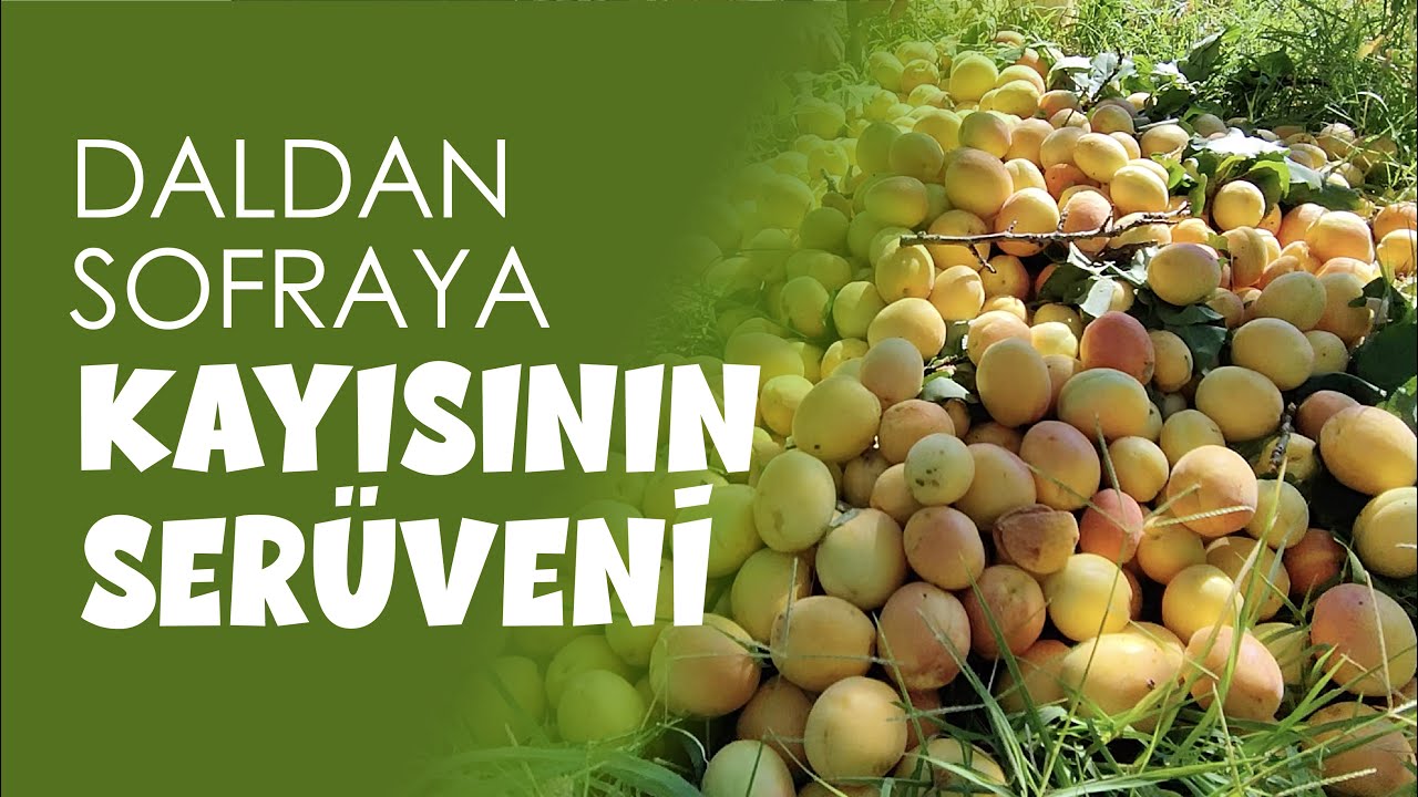 #MalatyaKayısısı'nın daldan sofraya olan serüveni...