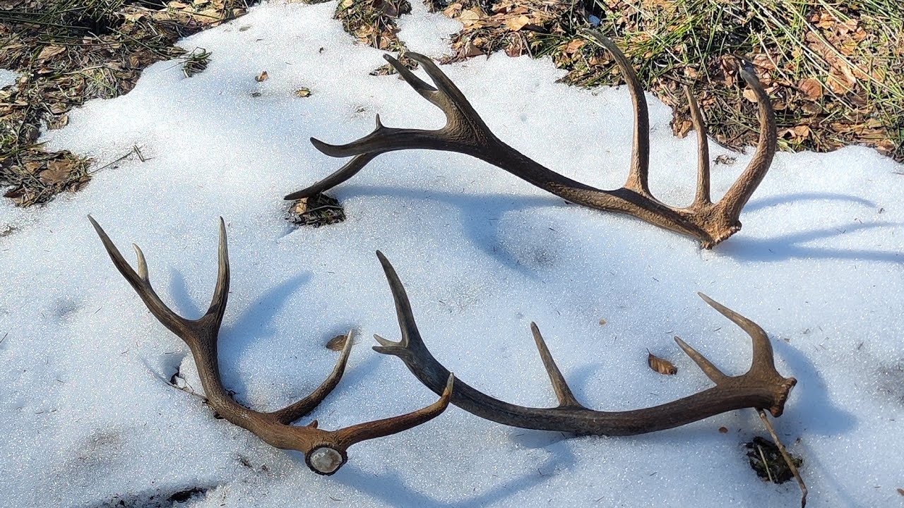 Zrzuty 2026,💪🌹 TRZY ŚWIEŻUTKIE piękne zrzuty w 1,5godziny💪💪💪💪