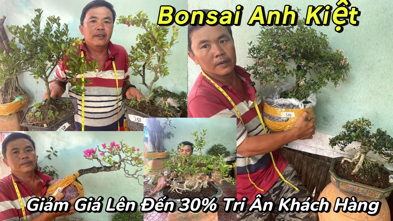 Kiệt: 0369686464. Giảm Giá Lên Đến 30% Đa Dạng Các Cây Giá Rẻ Chơi Tết