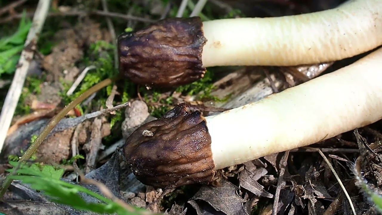 Verpe conique (champignon comestible) biotope &agrave; morilles