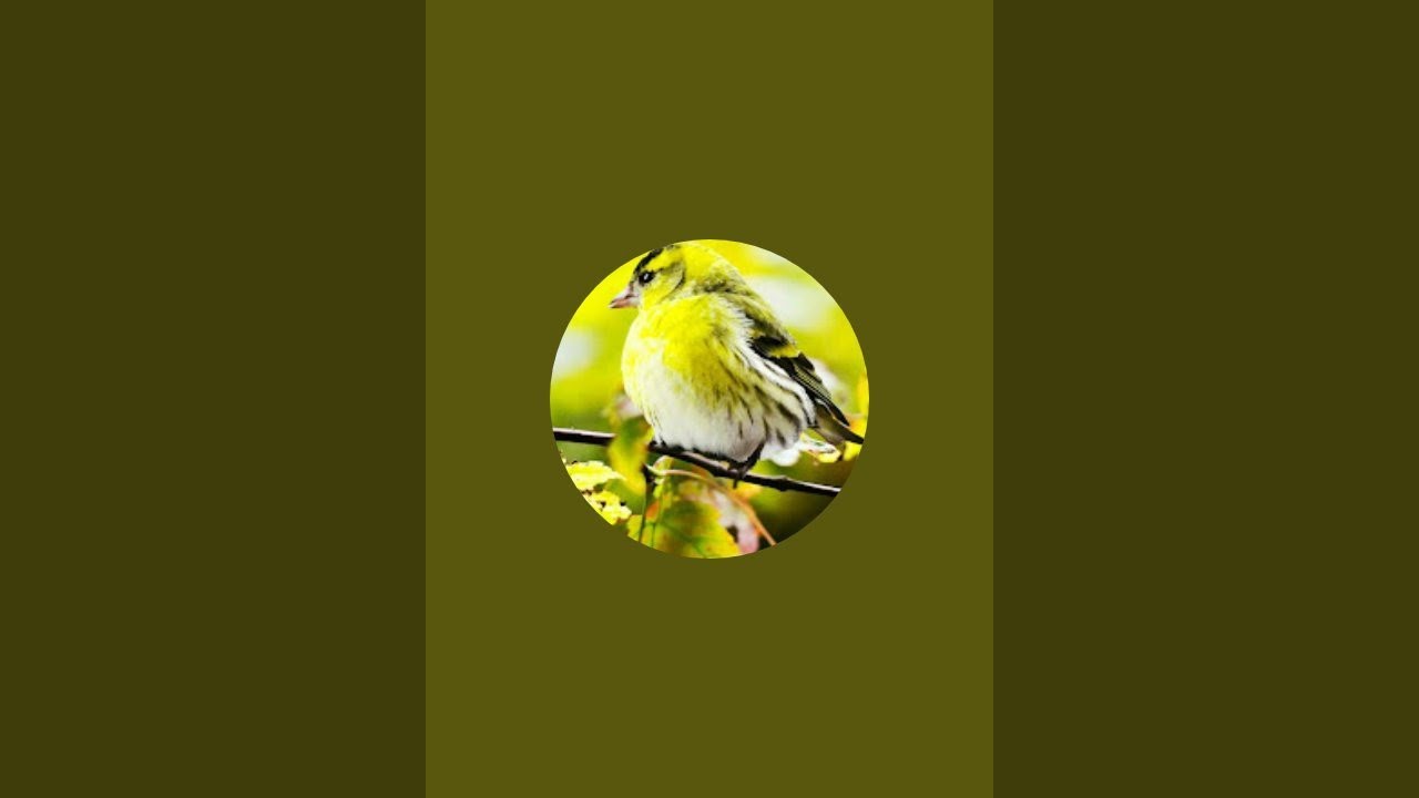 rajan thakur  is live