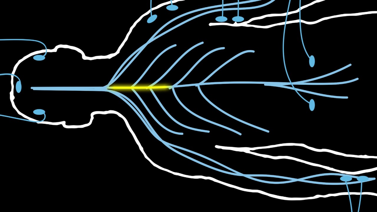 Animation - Neuromonitoring