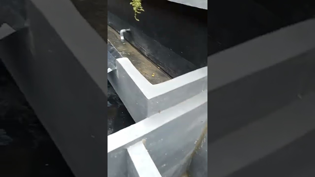 menata chember kolam koi 3 lobang anti tekor air
